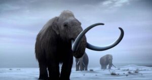 Woolly Mammoths Roaming The Tundra