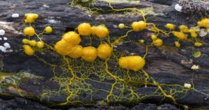 Yellow Blob Pathways And Clusters