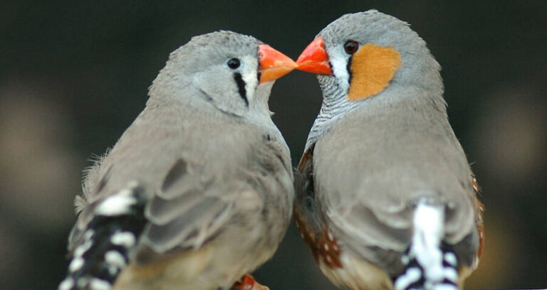 Zebra Finches Kissing