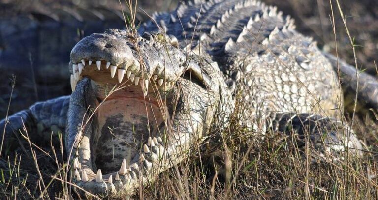 Crocodiles Open Jaws