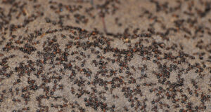 Soviet Cannibal Ant Colony