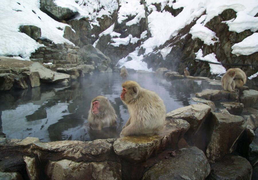 Japanese Snow Monkeys
