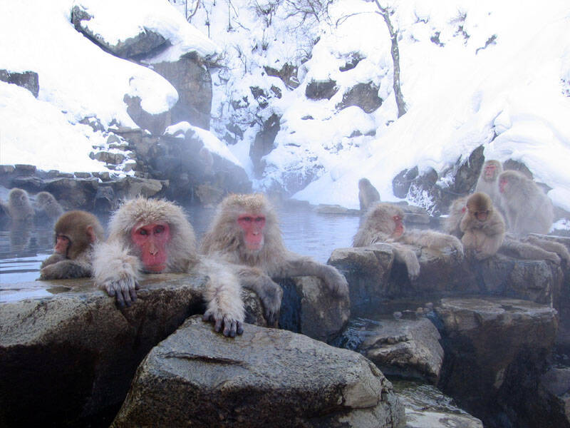 Jigokudani Hot Spring Monkeys