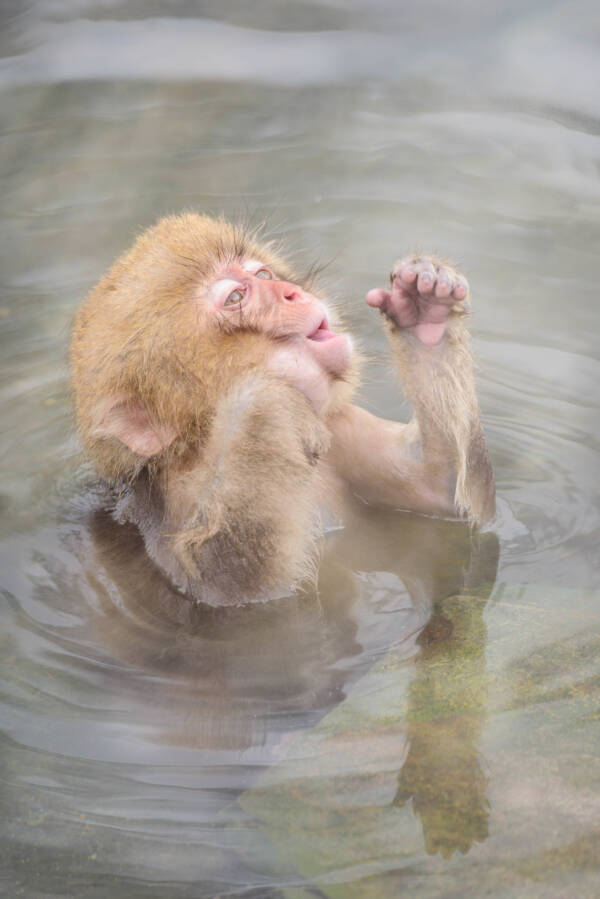 Jigokudani Monkey Park Springs