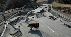 Dog Near Fukushima Navigating Earthquake Damage