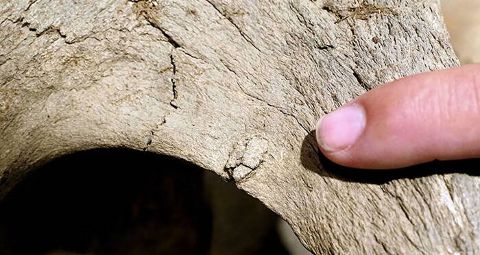 Researcher Holding Woolly Mammoth Bone