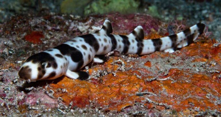 Species Of Walking Shark