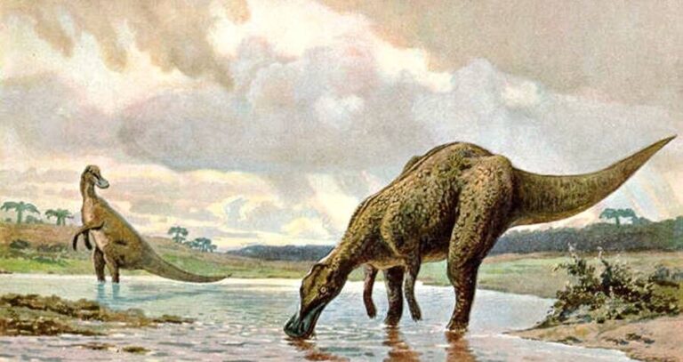 Hadrosaur Illustration