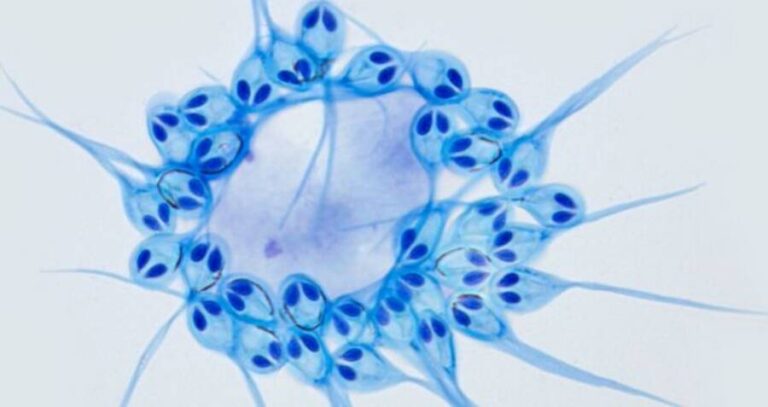 Salminicola Parasite