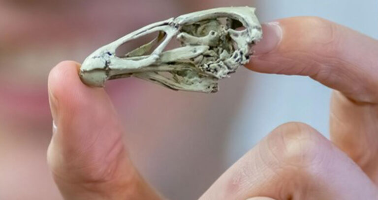 3D Printed Replica Of Wonderchicken