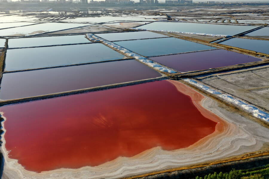 Magenta Algae In Yuncheng
