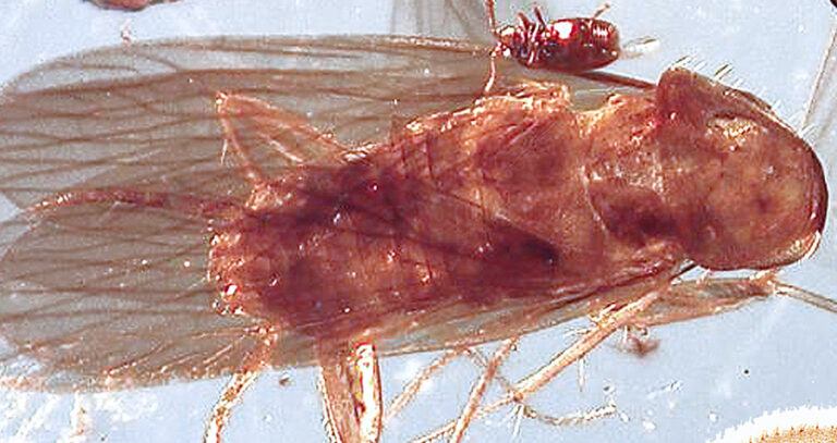 Ancient Myanmar Cockroach