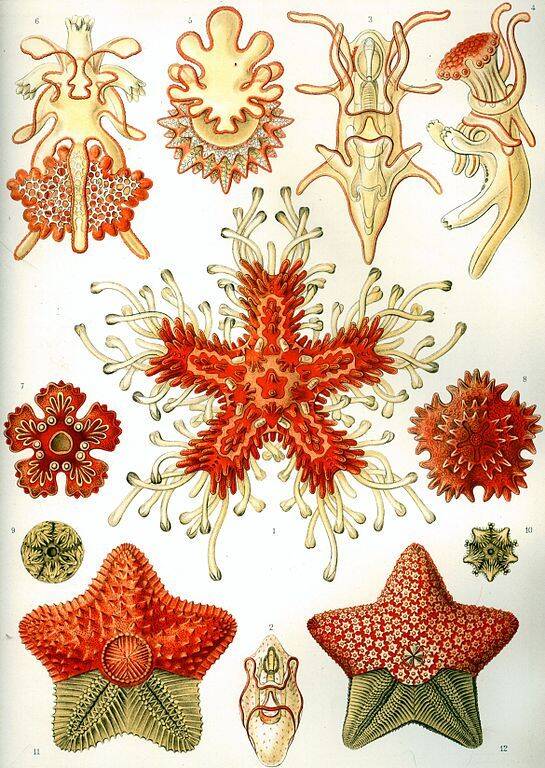 Asteridea