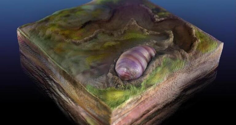 Fossilized Burrow Of Ikaria Wariootia