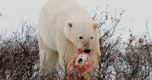Polar Bear Carrying A Bear Head