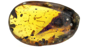 Tiny Dino Skull Entombed In Amber