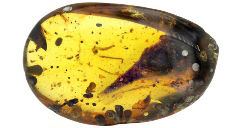 Tiny Dino Skull Entombed In Amber