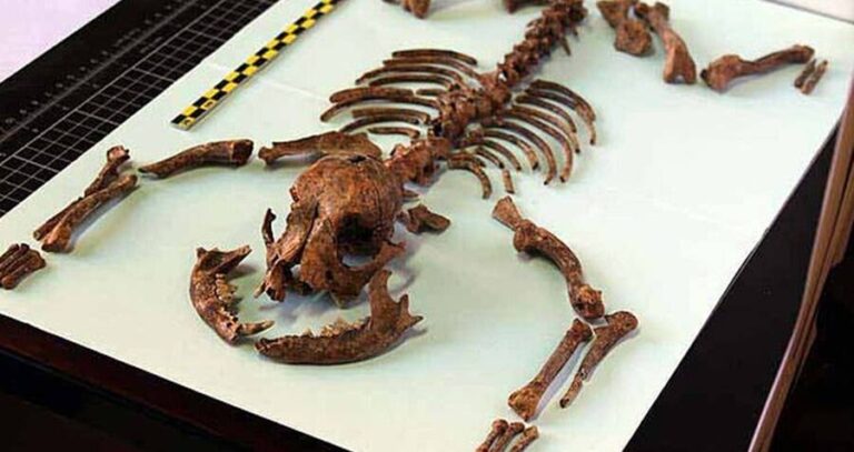 Tiny Roman Dog Bones