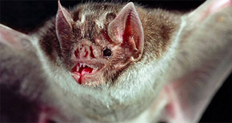 Vampire Bat