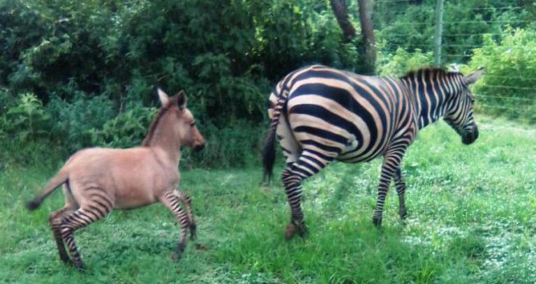 Kenyan Zonkey Foal And Zebra Mother