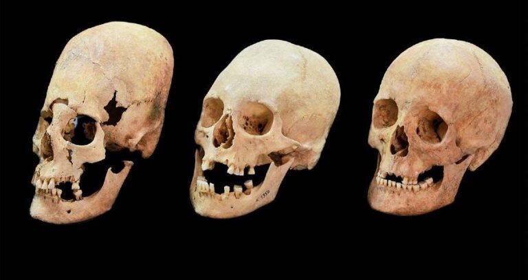 Long Skull With Regular Skulls