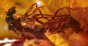 Two Mating Flies Fossilized In Amber