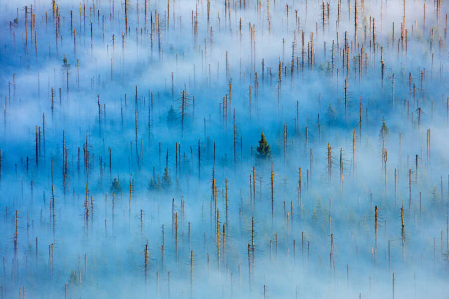 Bavarian Forest