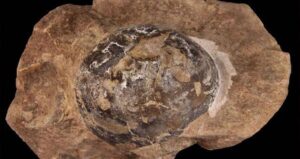 Fossilized Mosasaur Egg
