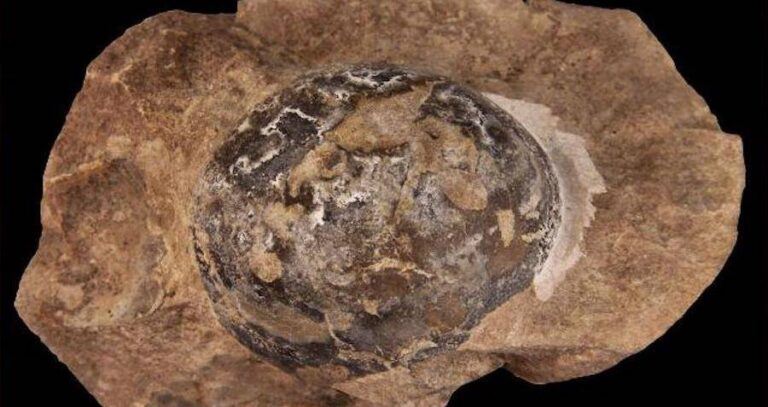 Fossilized Mosasaur Egg