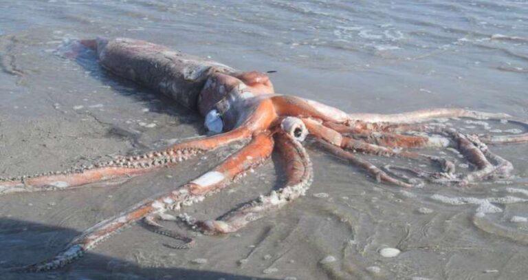 Giant Squid In South Africa's Britannia Bay