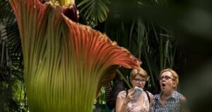 Women Looking At Corpse Flower