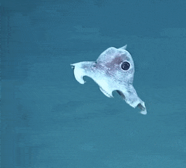 Dumbo Octopus