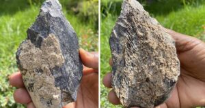 Homo Erectus Hippo Bone Ax