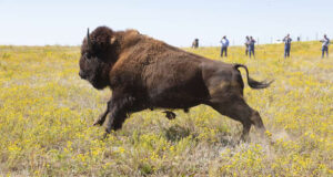 Running American Bison
