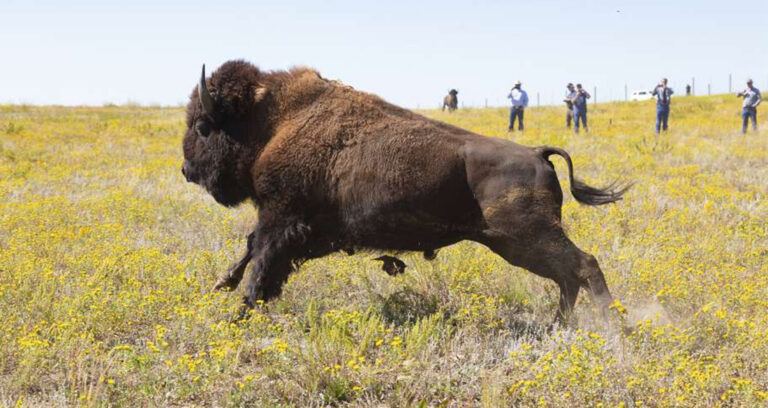 Running American Bison