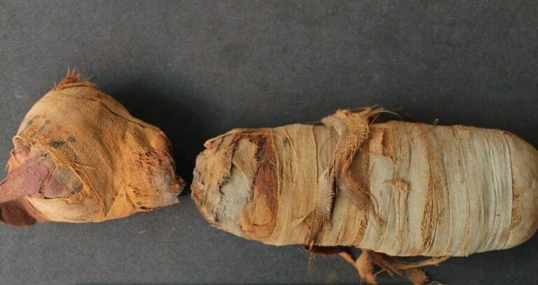 Ancient Animal Mummy