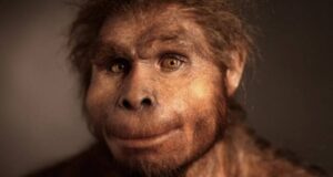 Close Up Of Homo Erectus