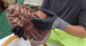 Holding New Supergiant Isopod