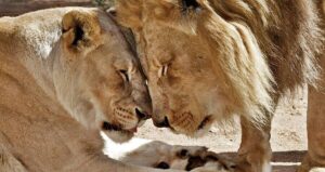 Lion Couple At Zoo