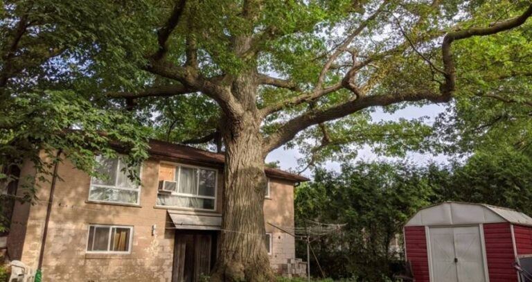 Oldest Oak Tree In Toronto