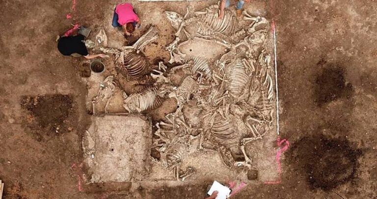 Animal Remains Inside Tomb