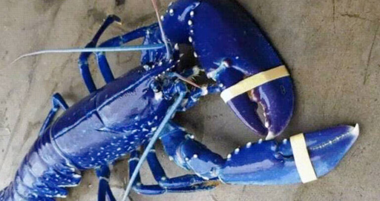 Blue Lobster