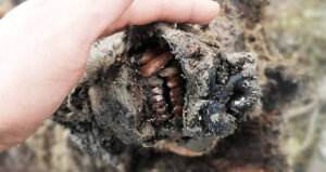 Closeup On Bear Snout