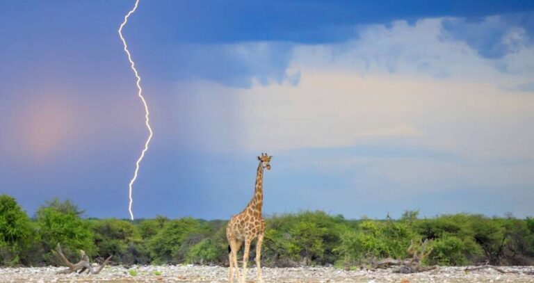 Lightning Striking Behind A Giraffe