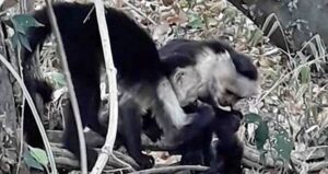 Capuchins Eating Infant