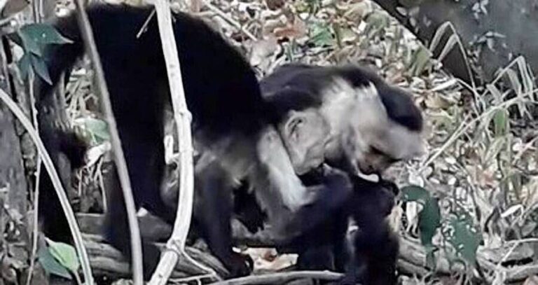 Capuchins Eating Infant