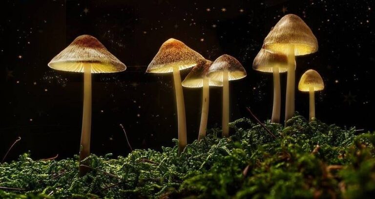 Group Of Magic Mushrooms