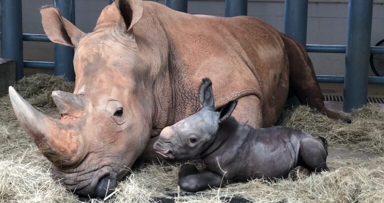 Kendi The White Rhino With Her Calf