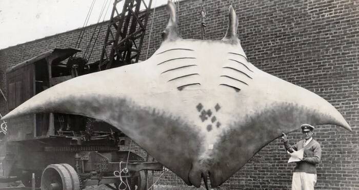 Gigantic Manta Ray