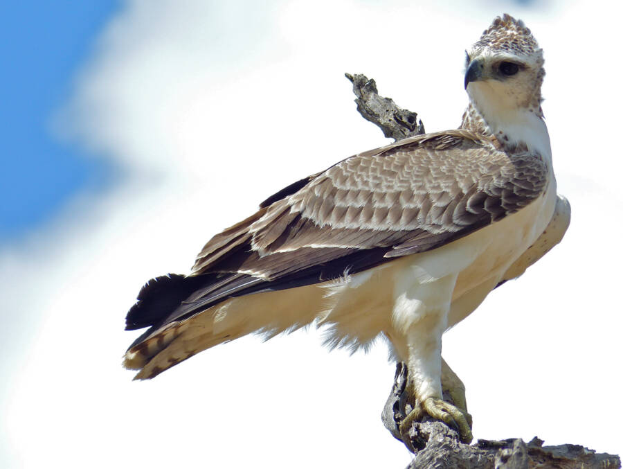 Perched Martial Eagle